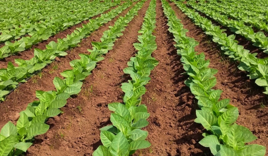 Producción tabacalera superará los 6 millones de kilos