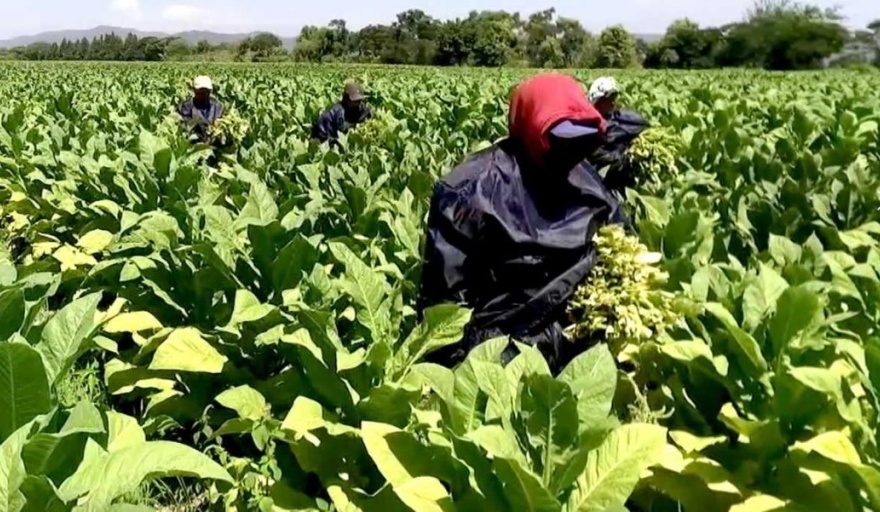 Se encuentran en proceso de pago casi $115 millones para el sector tabacalero