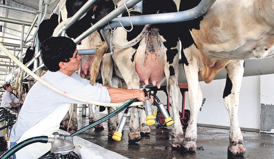 El sector lechero advierte que hay muchas PyMEs que pierden plata