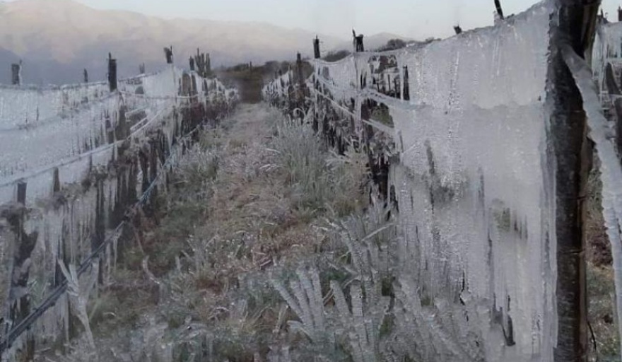 Ayuda de $50 millones para productores de los Valles Calchaquíes tras las heladas