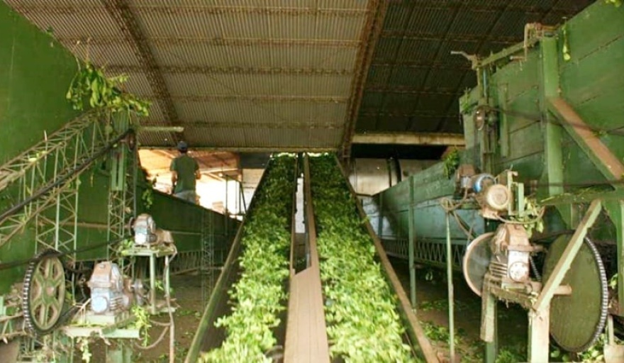 La exportación  de yerba mate subió  13,5% en 2022