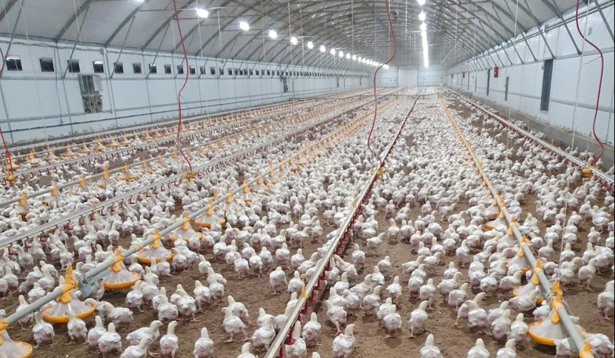 Habrá asistencia financiera para los productores de pollos