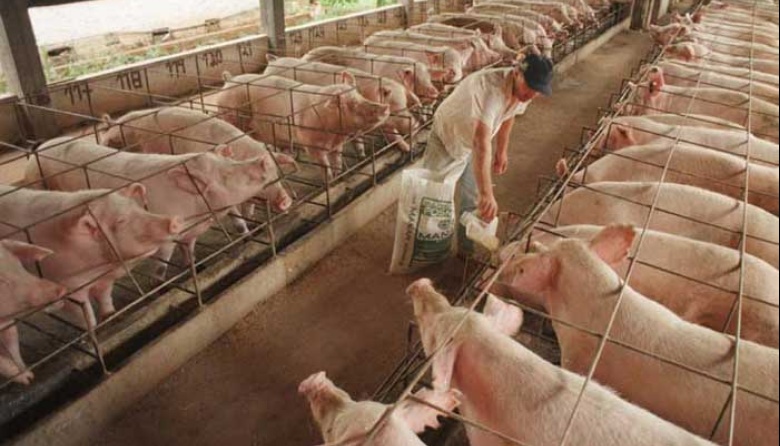 Un fallo de la justicia local pone en problema a los productores porcinos de Estados Unidos