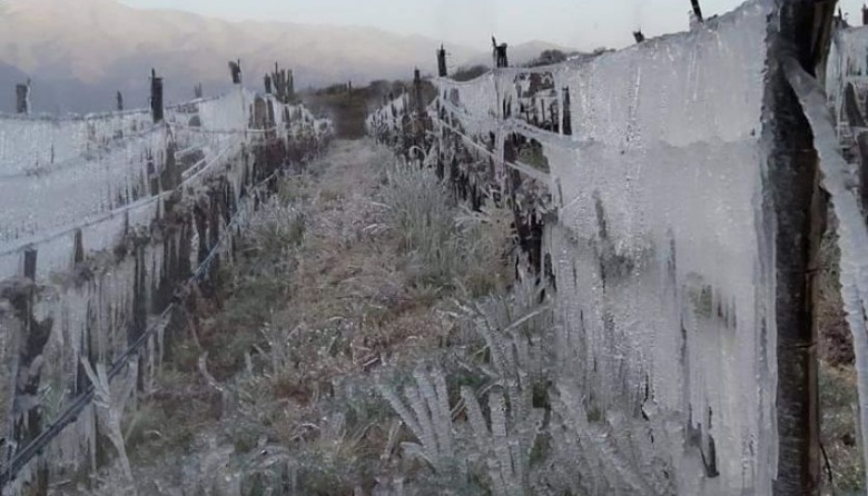 Ayuda de $50 millones para productores de los Valles Calchaquíes tras las heladas
