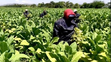 Se encuentran en proceso de pago casi $115 millones para el sector tabacalero