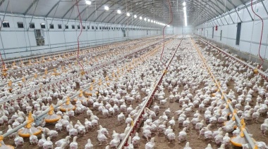 Habrá asistencia financiera para los productores de pollos