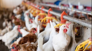 El SENASA dispuso nuevas medidas sanitarias por la gripe aviar