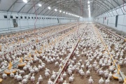 Habrá asistencia financiera para los productores de pollos